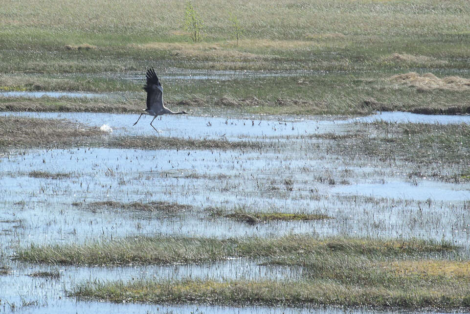 Image of Common Crane