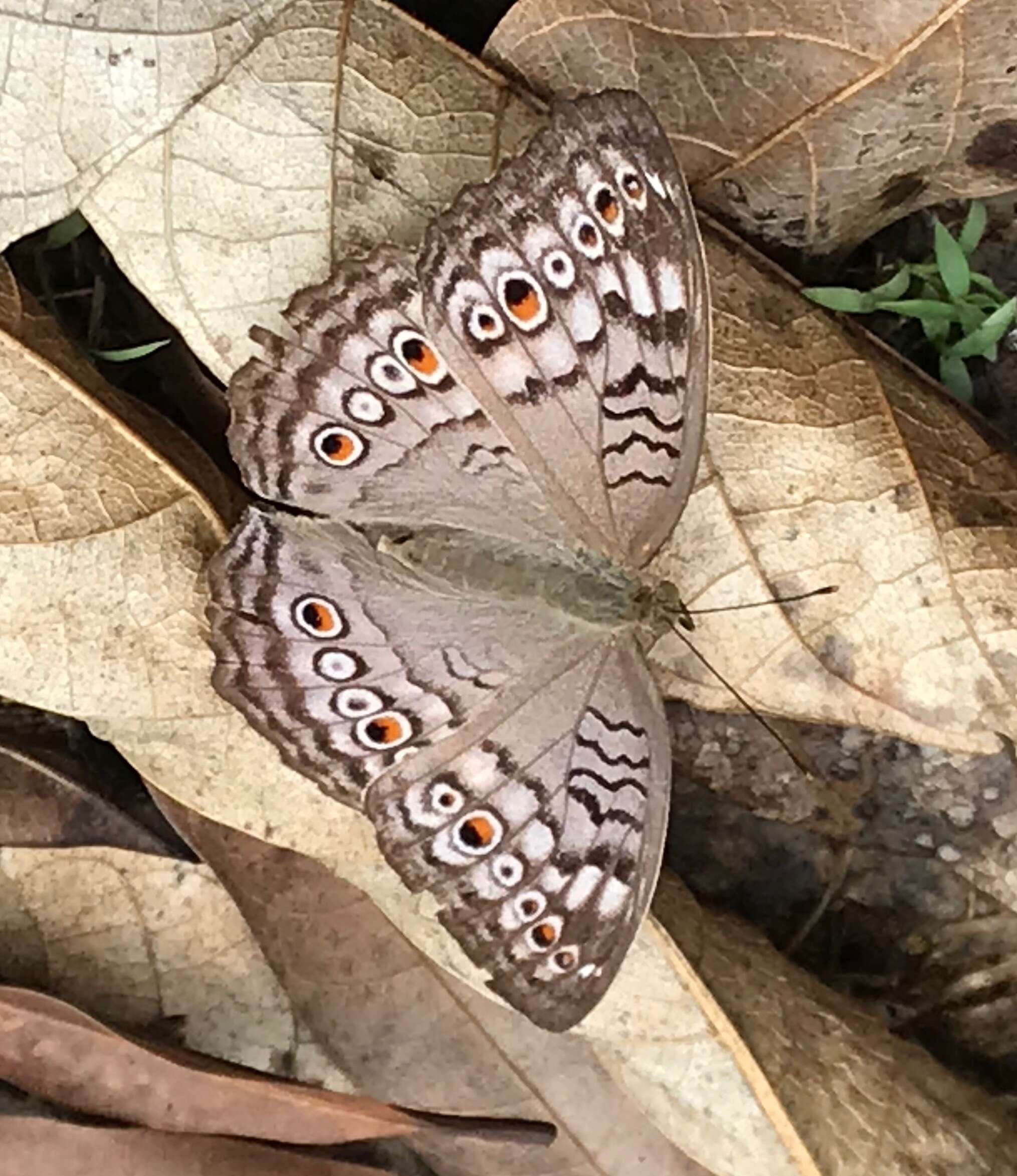 Plancia ëd Junonia atlites Linnaeus 1763