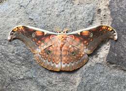 Image of Antheraea larissa (Westwood 1847)