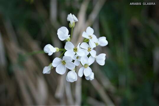 Image de Turritis glabra