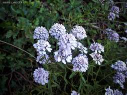 Plancia ëd Iberis umbellata L.