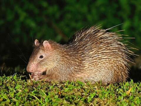 Image of Brush-tailed porcupine