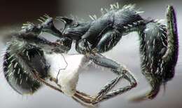 Image of Spine-waisted Ants