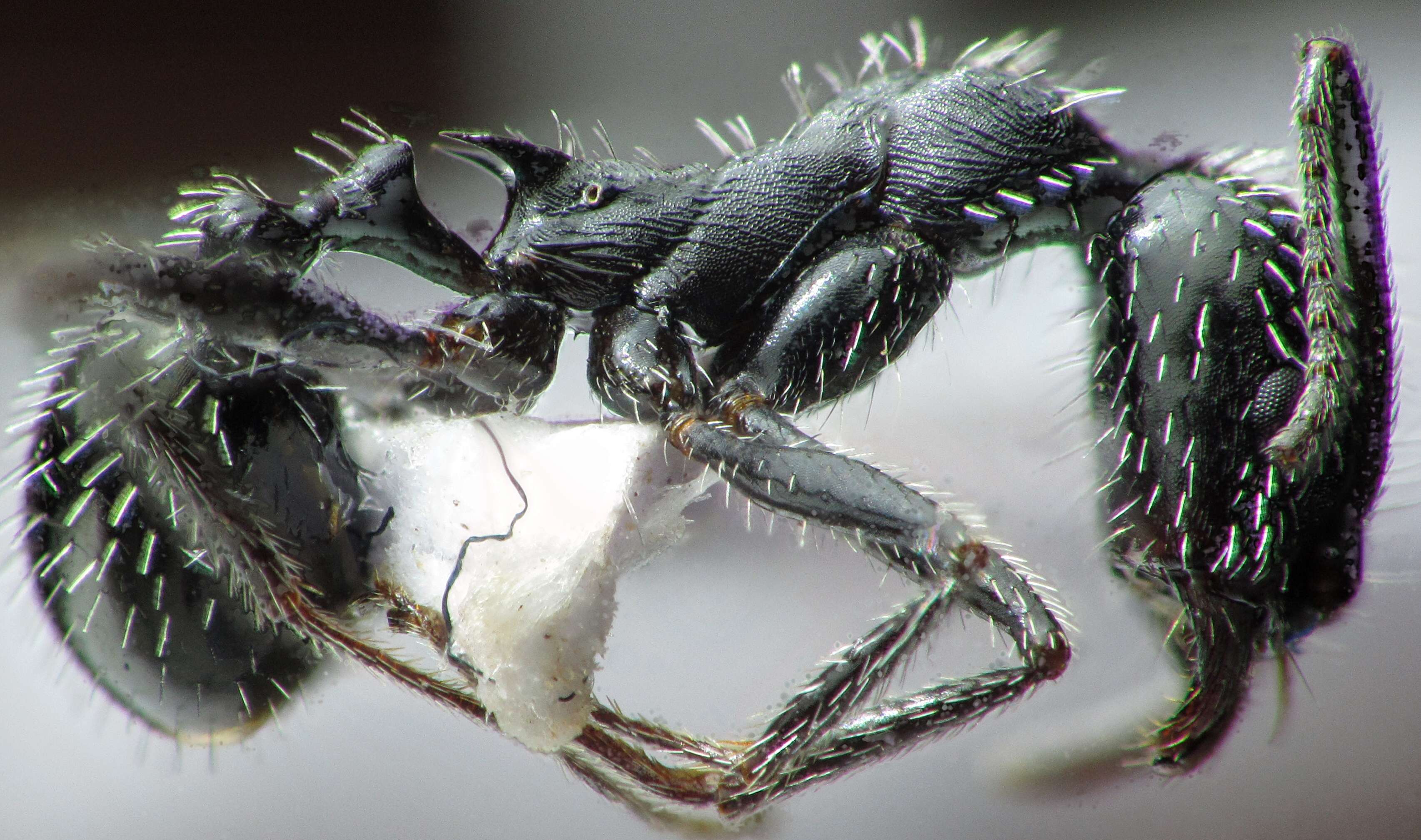 Image of Spine-waisted Ants