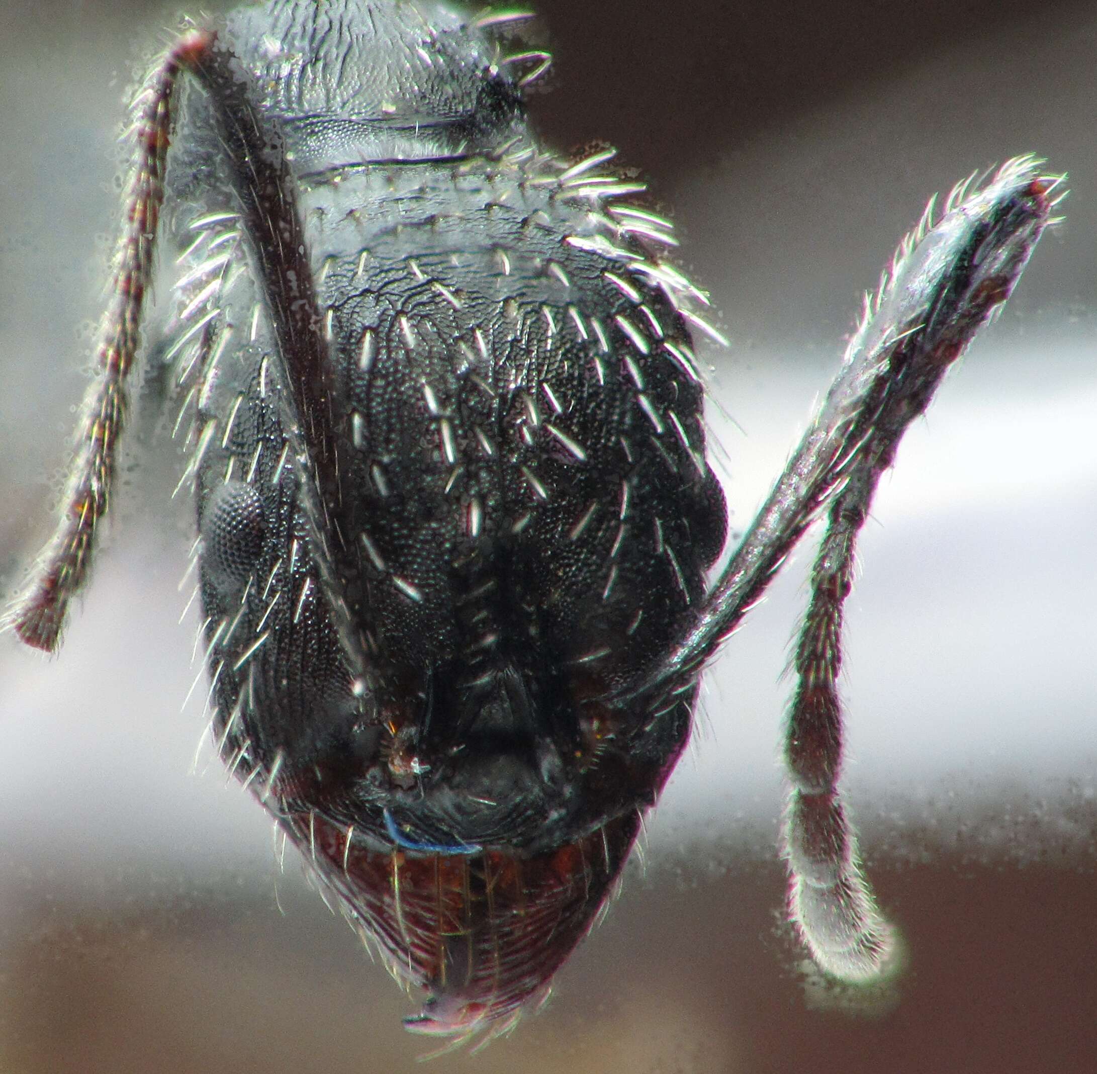 Image of Spine-waisted Ants