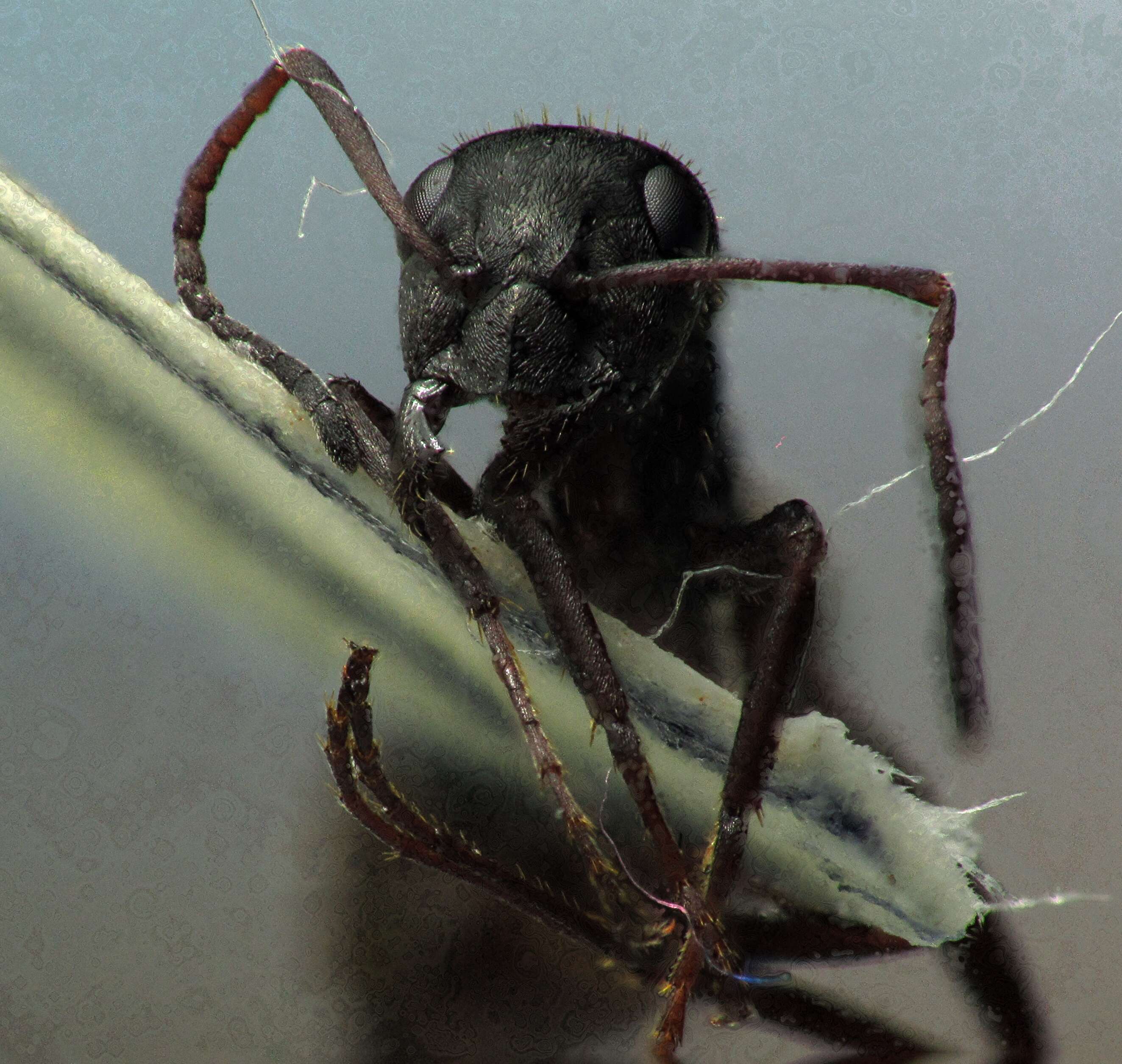 Слика од Formica cinerea Mayr 1853