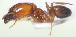 Image of Pheidole pallidula (Nylander 1849)