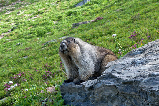 Image of Hoary Marmot