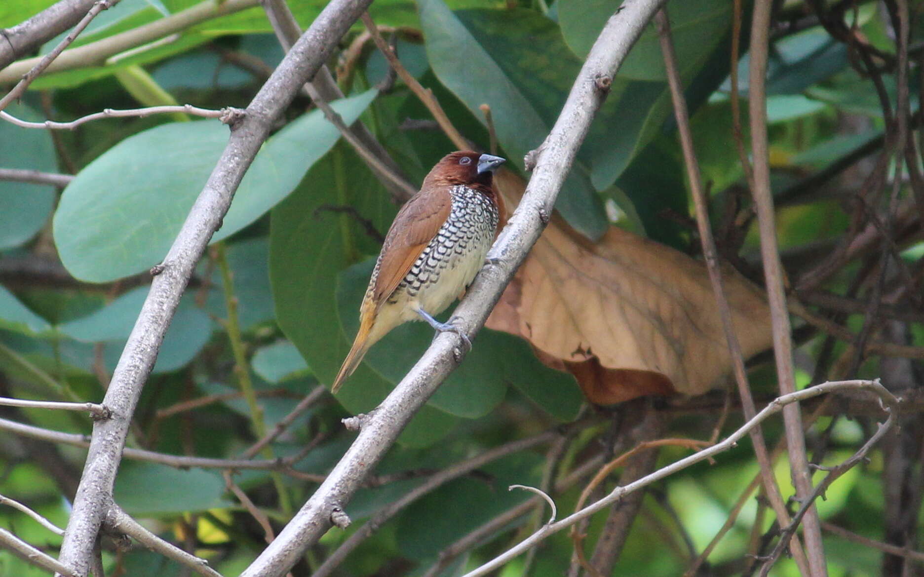 Image of Nutmeg Mannikin