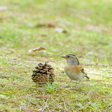 Image of Brambling