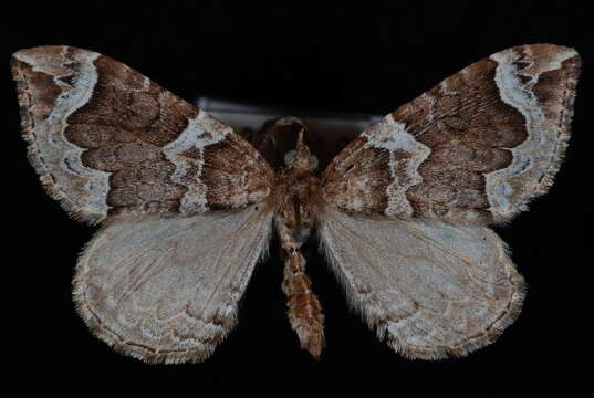 Image of Northwestern Phoenix Moth