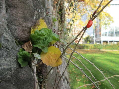 Image of matrimony vine