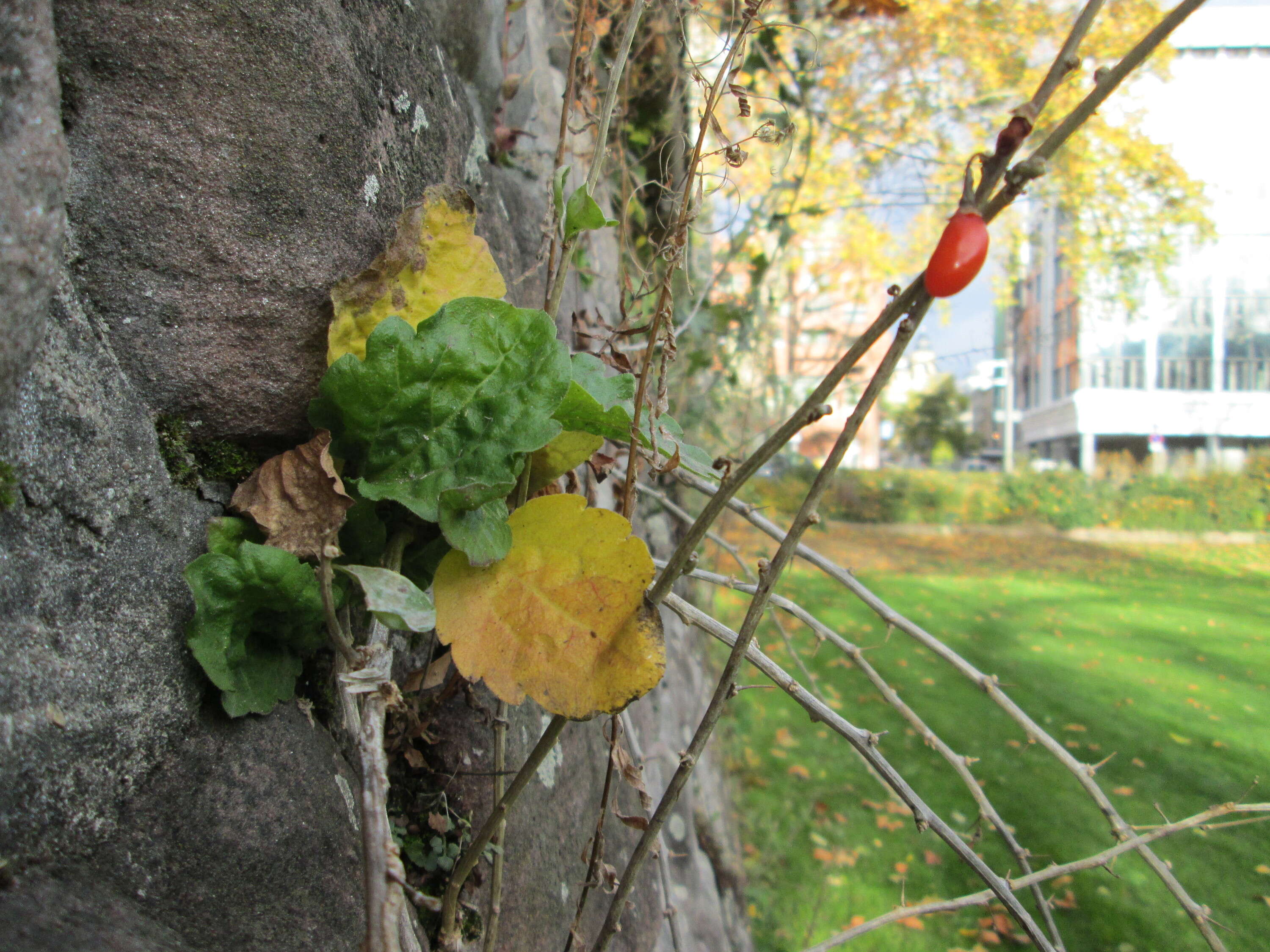 Image of matrimony vine