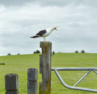 Image of Kelp Gull