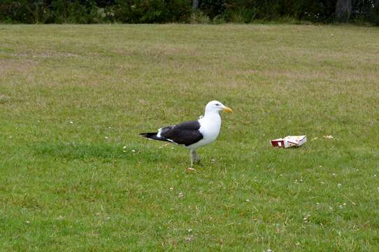 Image of Kelp Gull