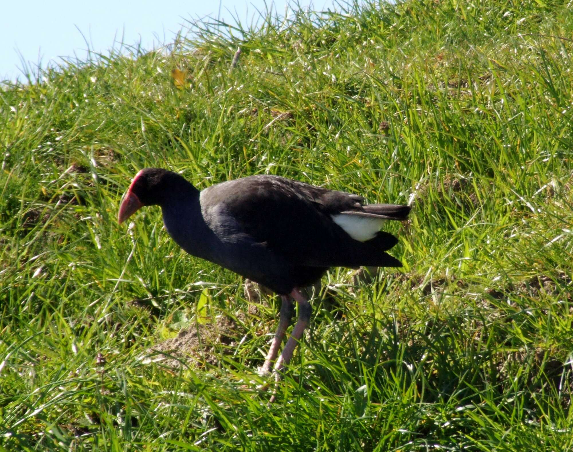 Image of Australasian Swamphen