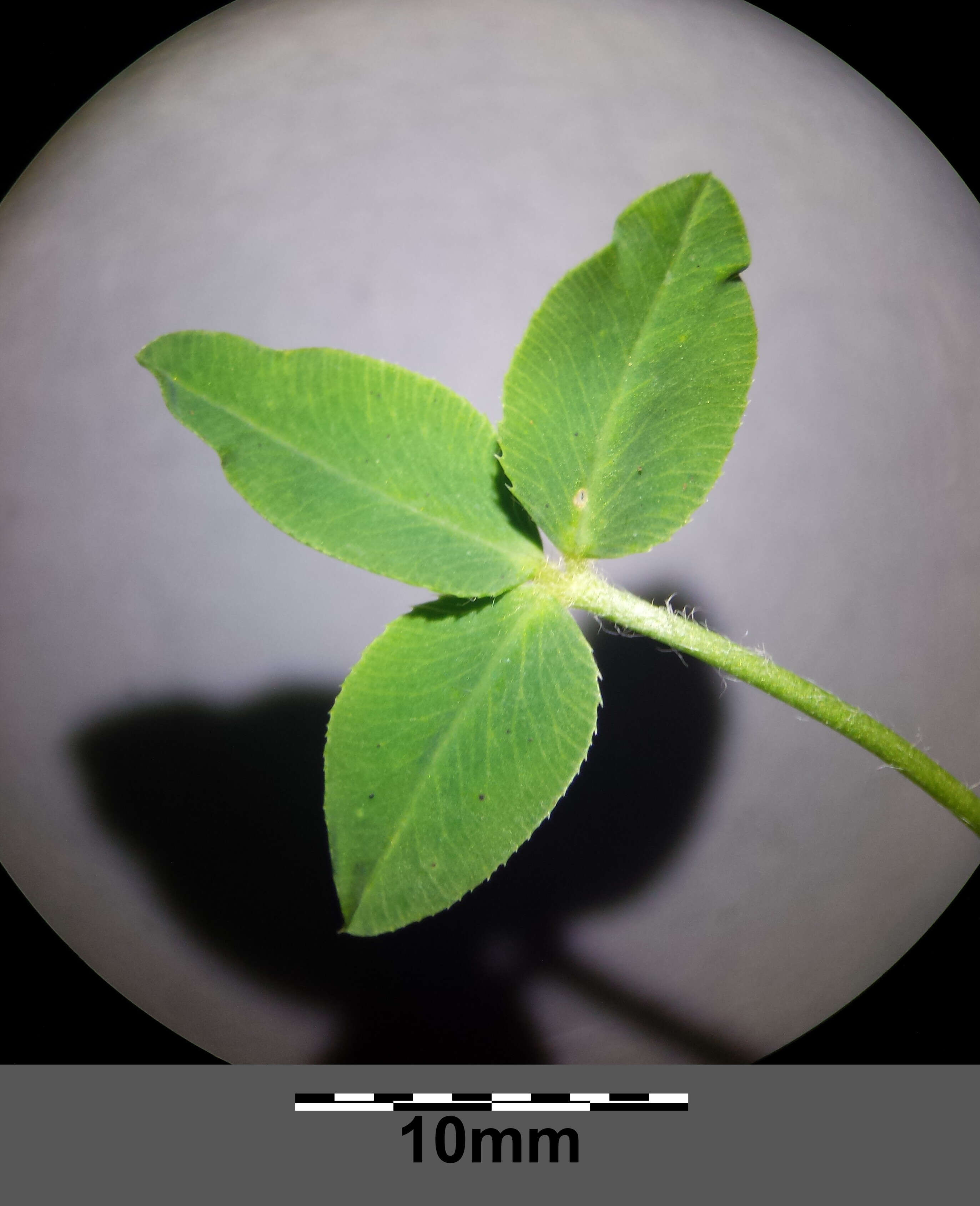 Image of strawberry clover