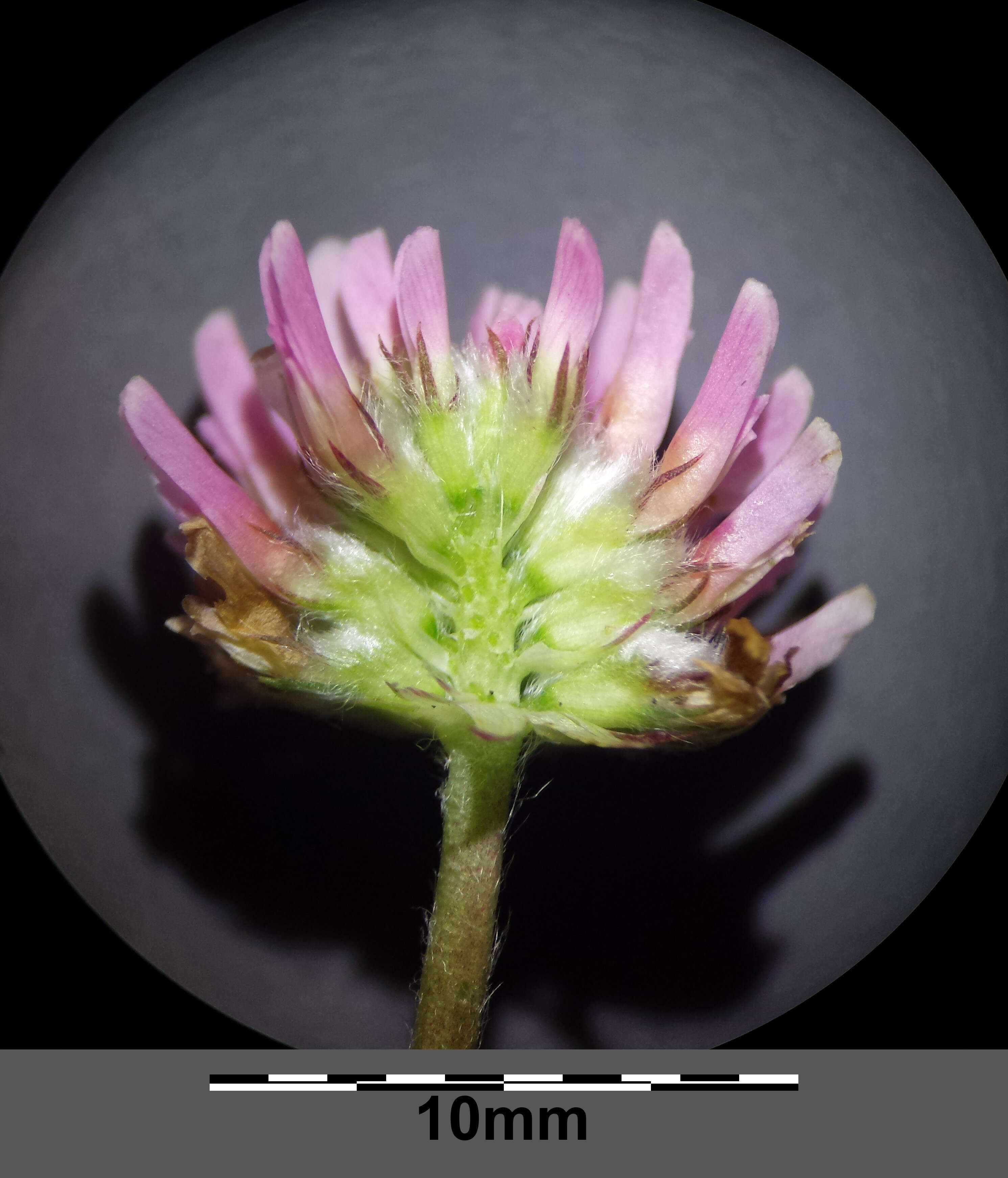 Image of strawberry clover