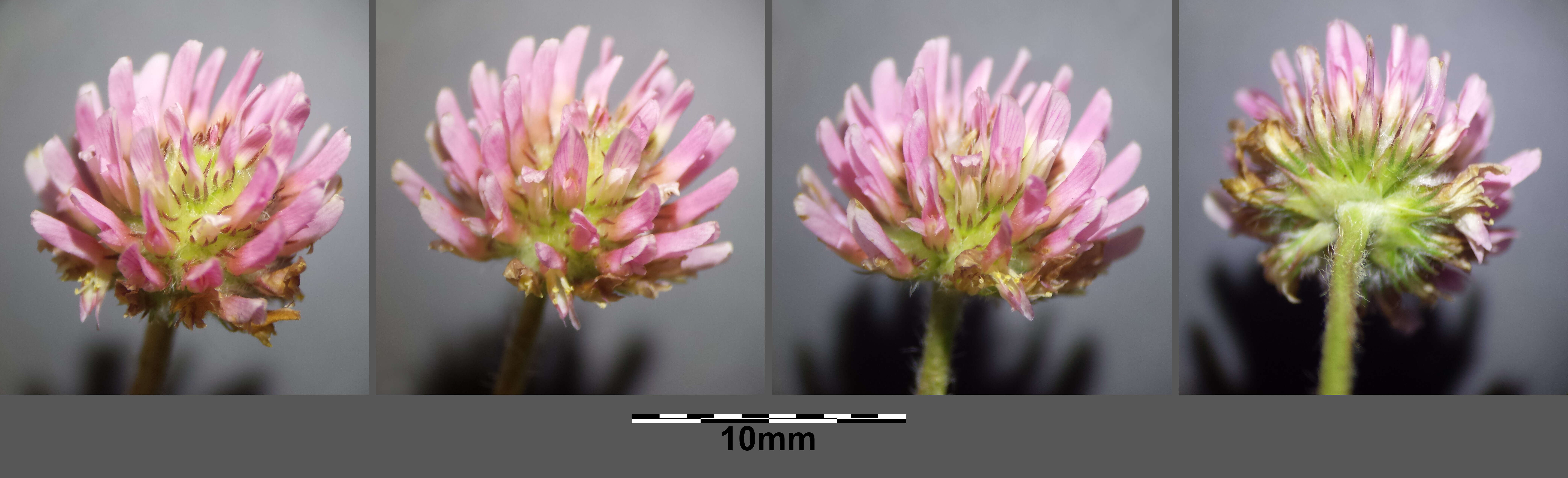 Image of strawberry clover