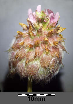 Image of strawberry clover