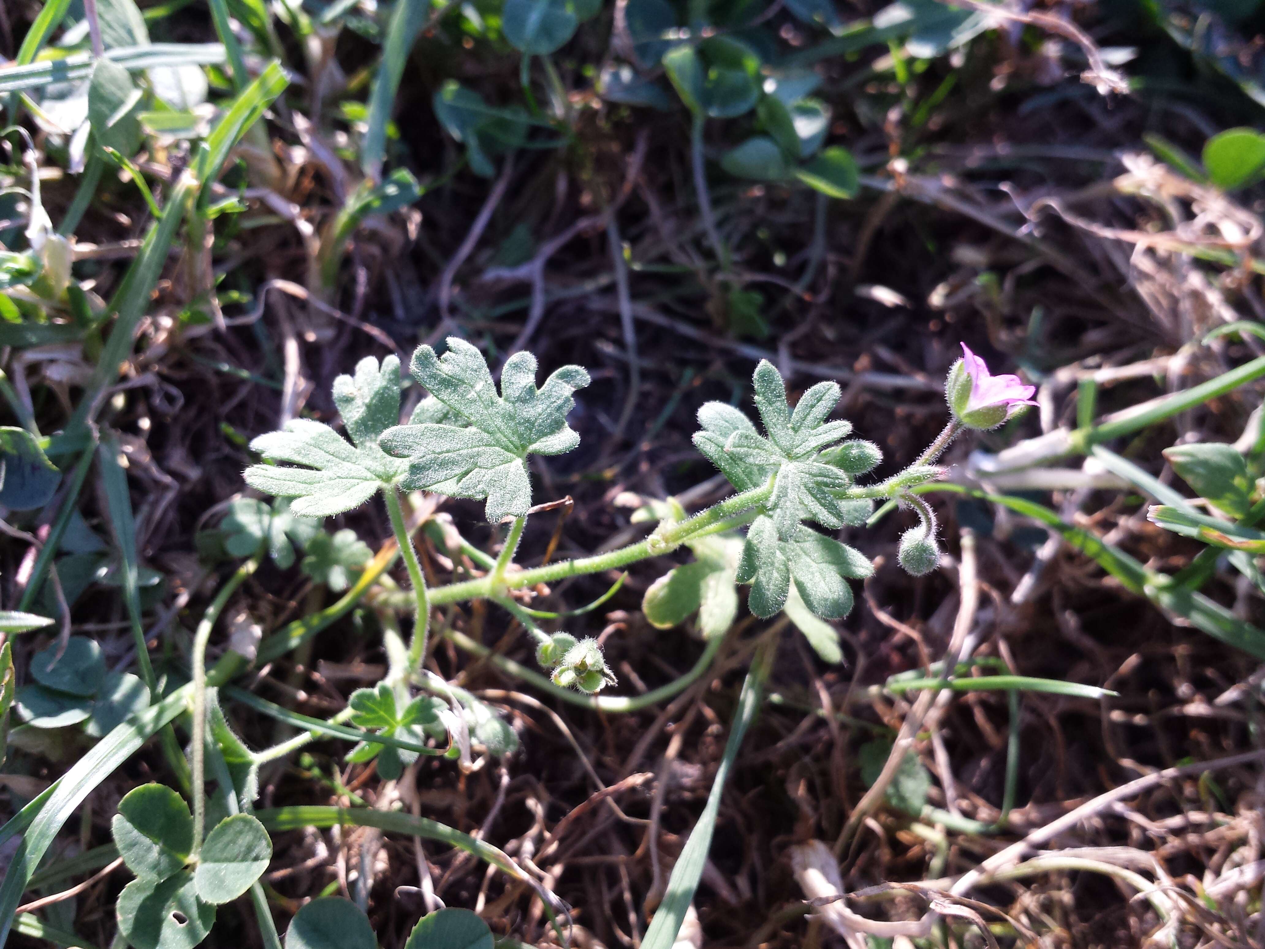 Imagem de Geranium molle L.