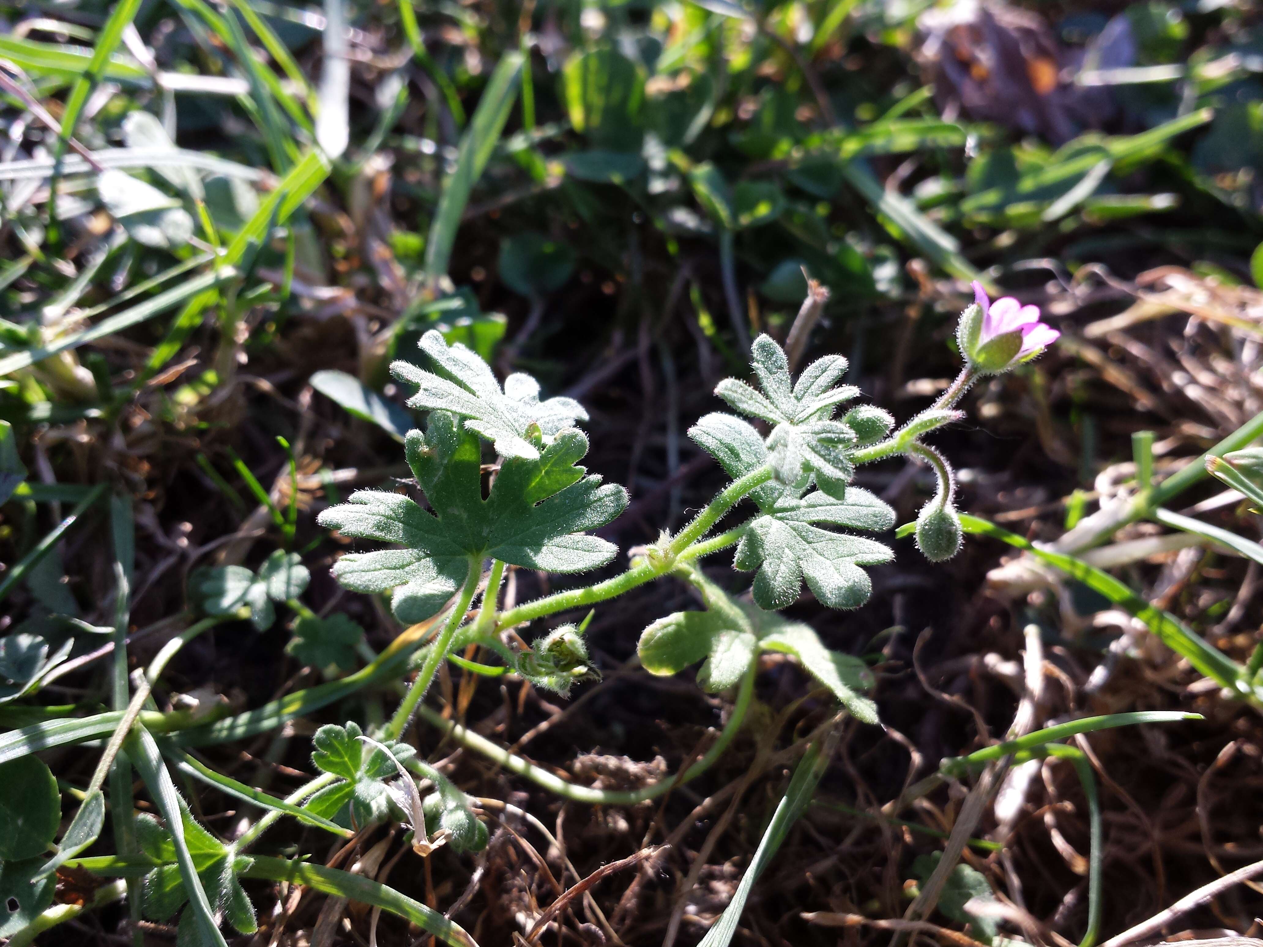 Imagem de Geranium molle L.