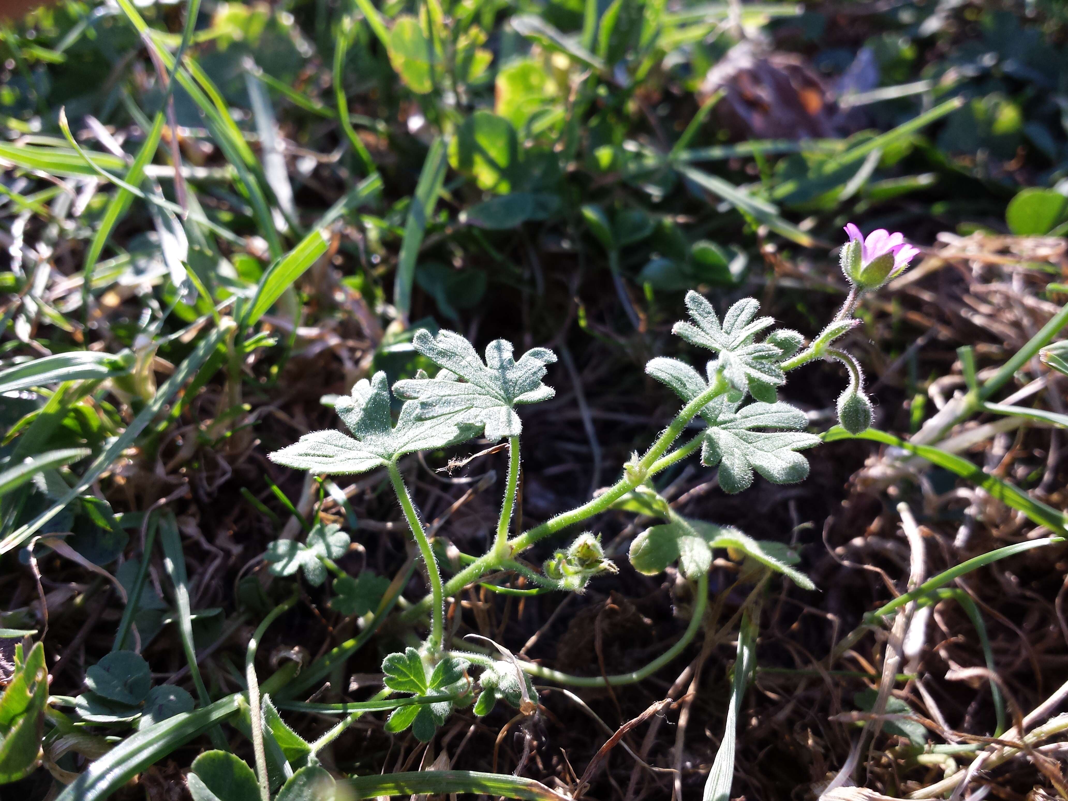 Imagem de Geranium molle L.