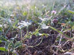 Imagem de Geranium molle L.