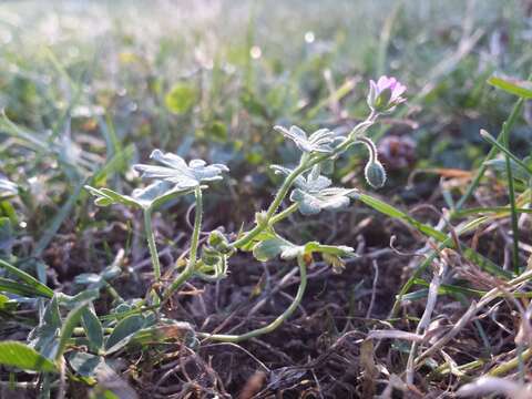 Imagem de Geranium molle L.