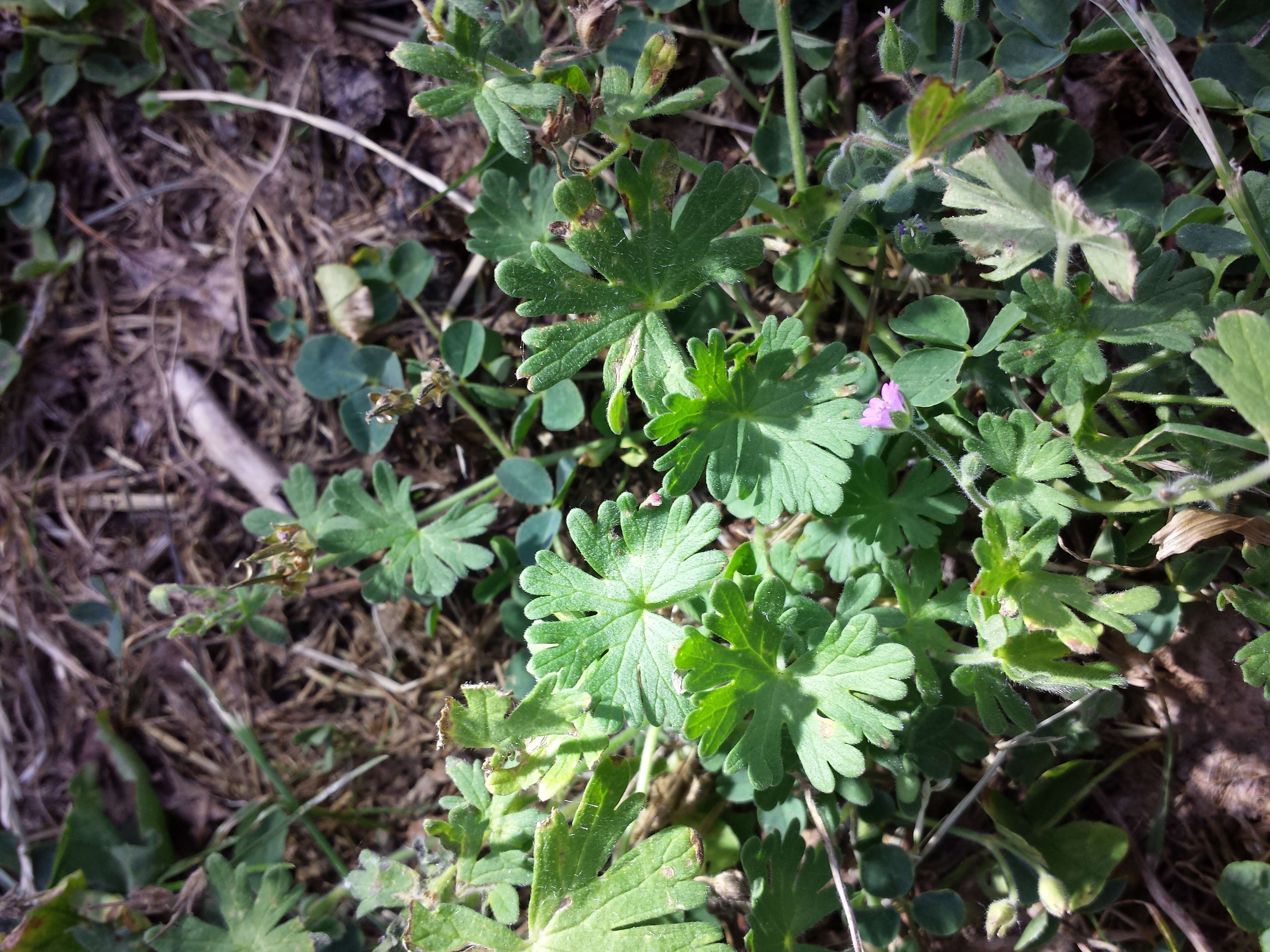 Imagem de Geranium molle L.