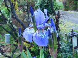 Image of German Iris