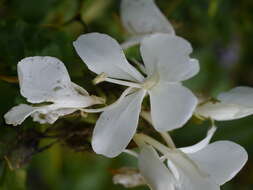 Слика од Hedychium coronarium J. Koenig