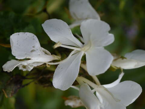 Image of white garland-lily