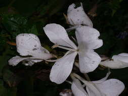 Imagem de Hedychium coronarium J. Koenig