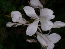 Image of white garland-lily