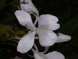 Imagem de Hedychium coronarium J. Koenig