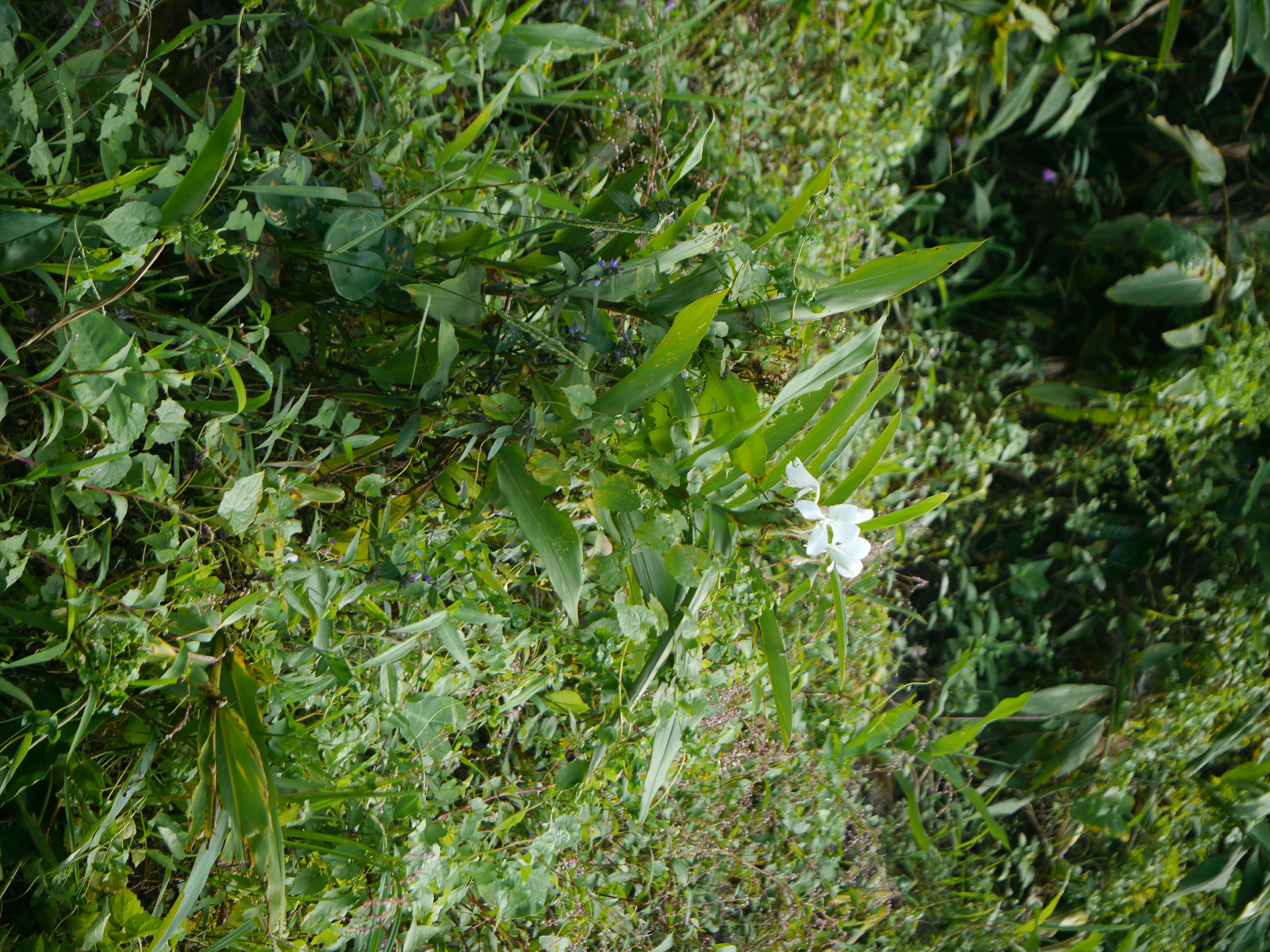 Imagem de Hedychium coronarium J. Koenig