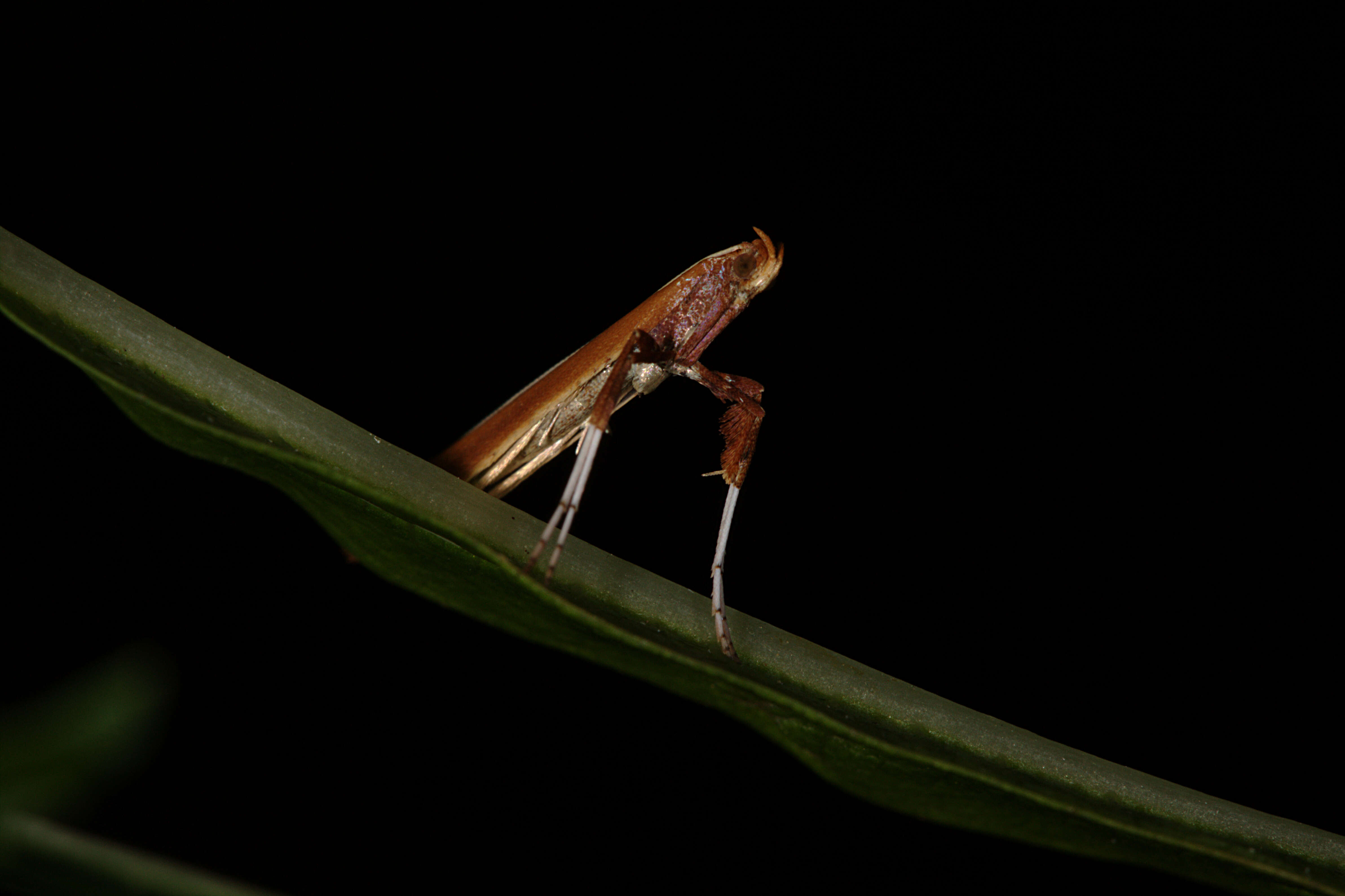 Imagem de Caloptilia betulicola (M. Hering 1928)