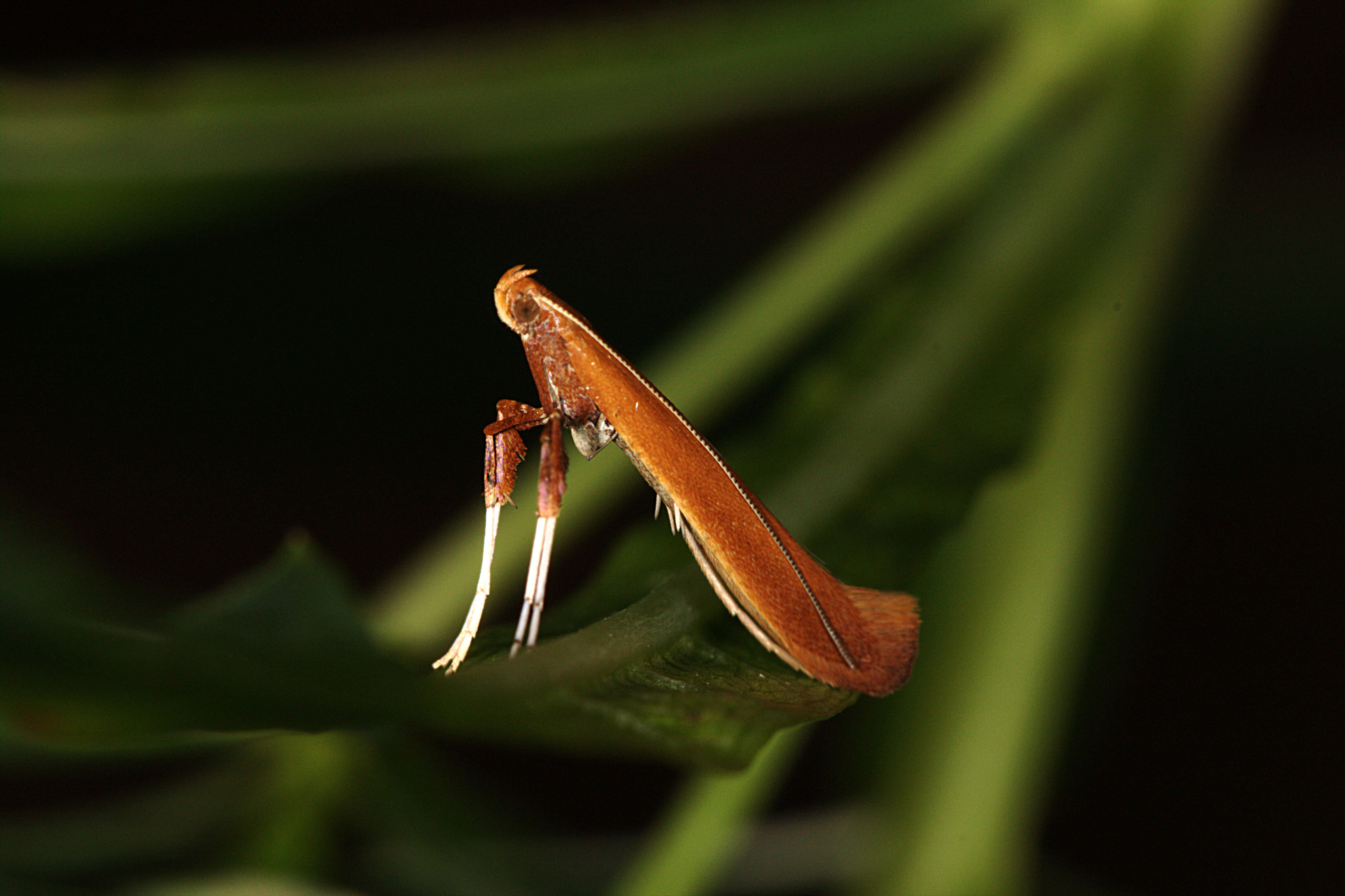 Imagem de Caloptilia betulicola (M. Hering 1928)