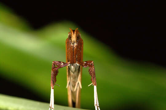 Imagem de Caloptilia betulicola (M. Hering 1928)