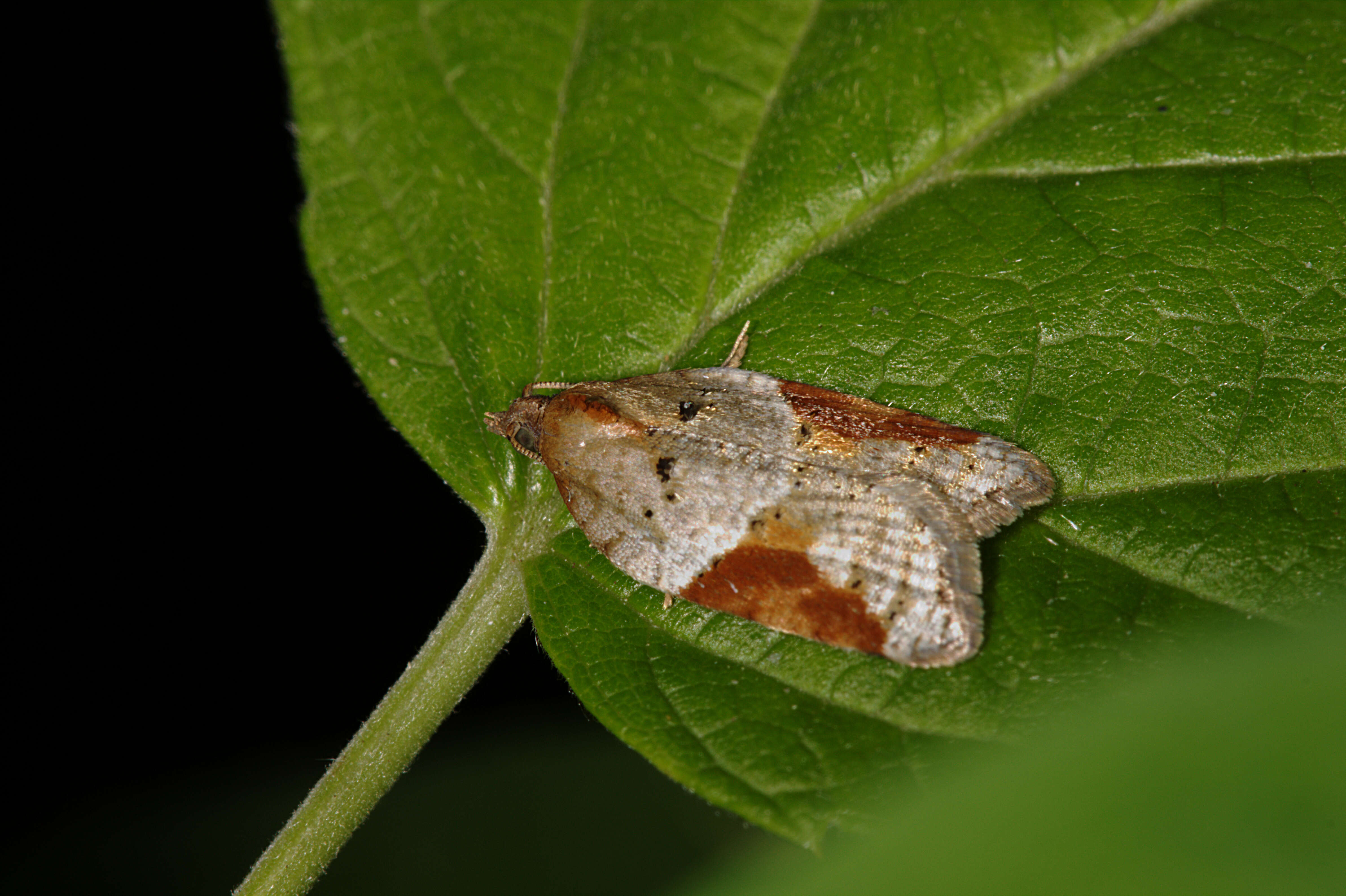 Image of broad-barred button moth