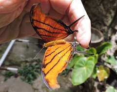 Image of Ruddy Daggerwing