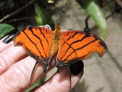 Image of Ruddy Daggerwing