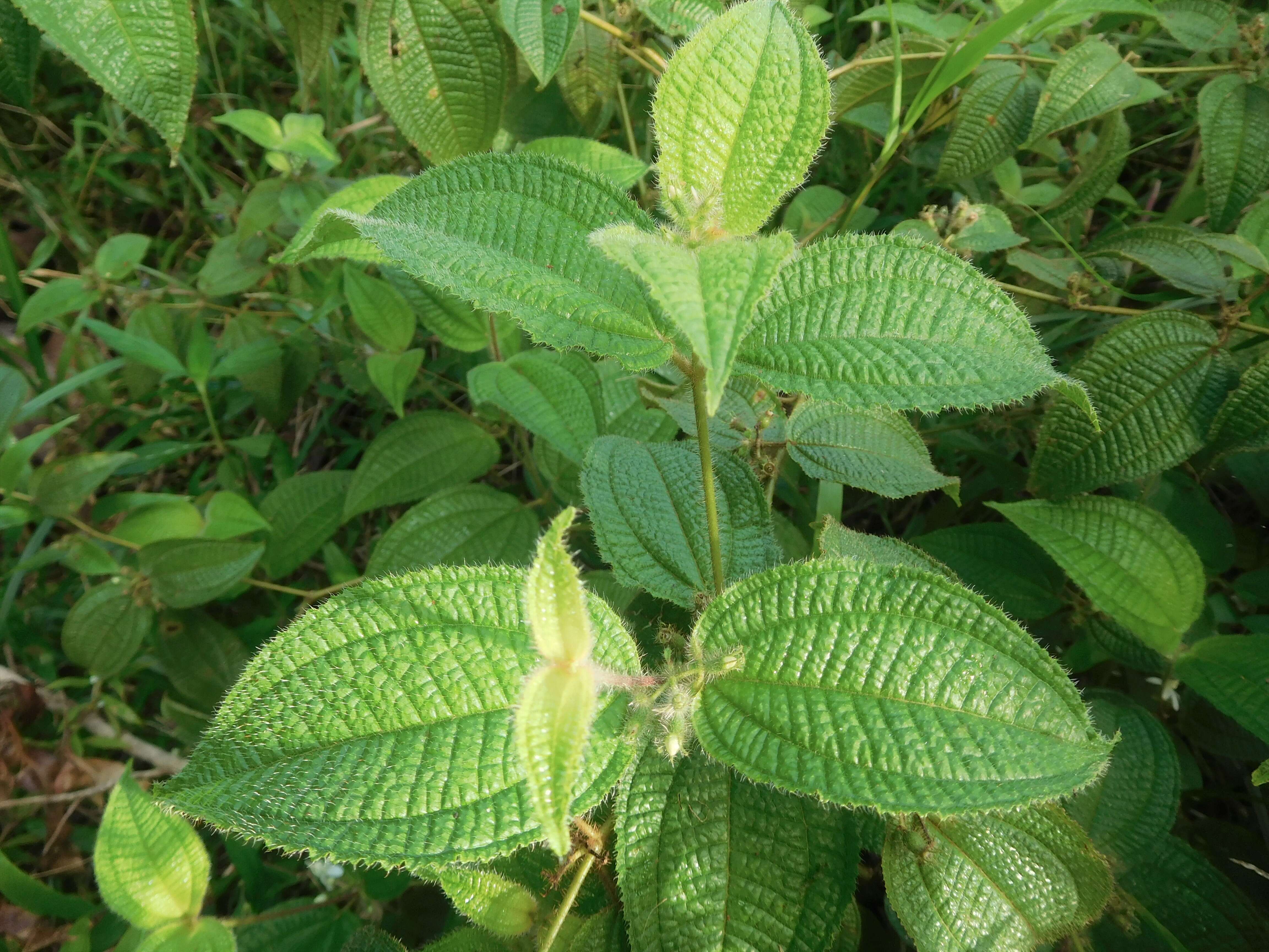 Image of soapbush