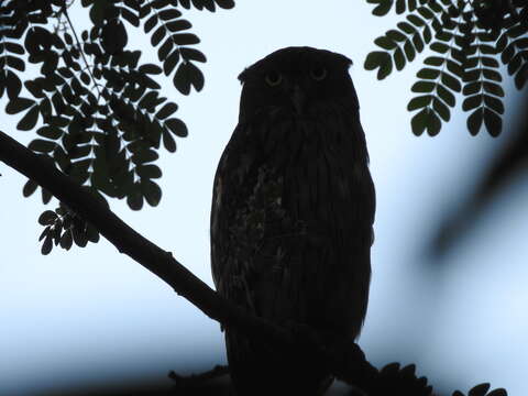 Image of Brown Fish Owl