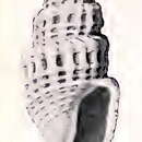 Image of Oenopota tabulata (Carpenter 1864)