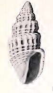 Image of Oenopota tabulata (Carpenter 1864)