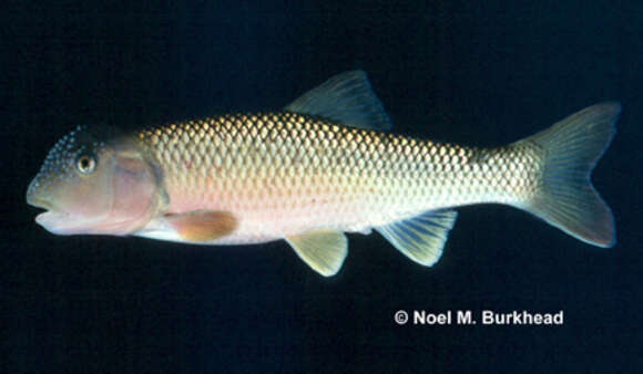 Image of Bull Chub