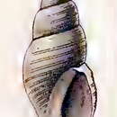 Curtitoma violacea (Mighels & C. B. Adams 1842)的圖片