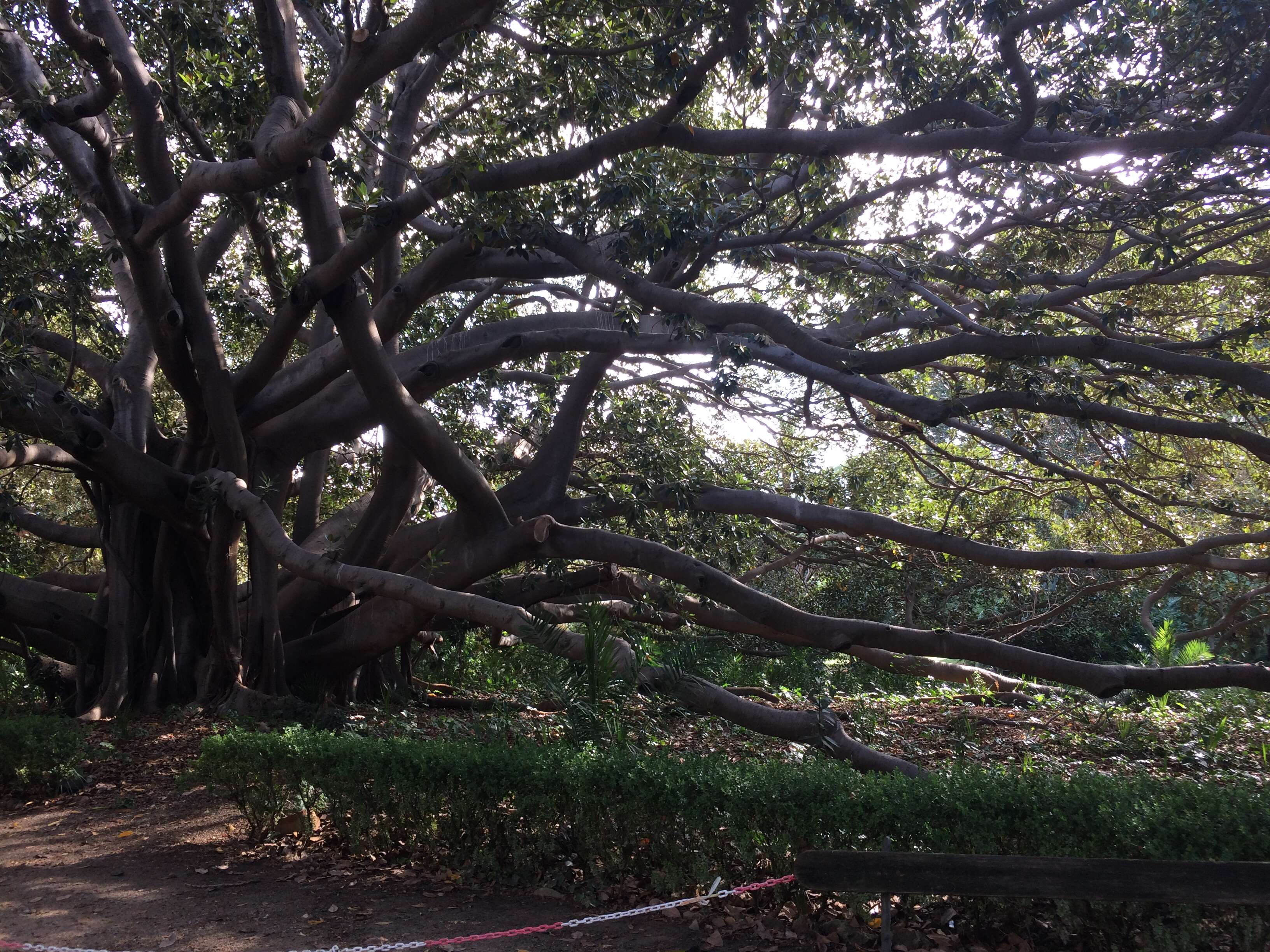 Image of Moreton Bay fig